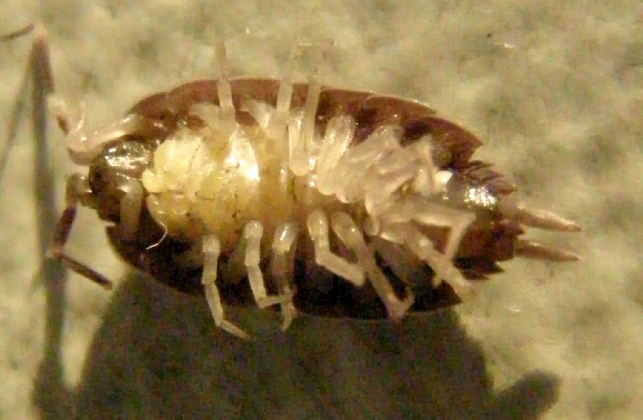 Porcellio sp.